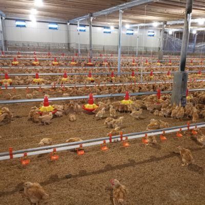 Ethiopia Automatic Chicken Farm Poultry Equipment for Sale