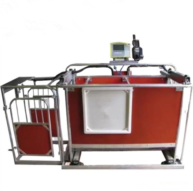 Live Sheep Goat Handling Euipment Used Auto Sheep Drafter Scale for Farm Use