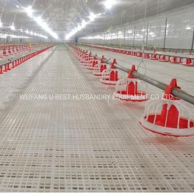 Female Breeder Automatic Chain Equipment Breeding Layer Chicken Poultry Farm Plate Breeder Feeding Line