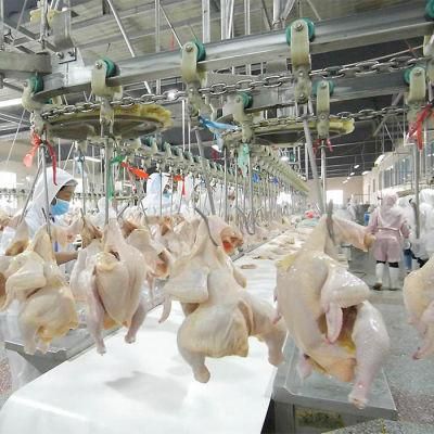 1000 Bph Poultry Slaughterhouse / Broiler Slaughter Machinery / Chicken Abattoir Equipment