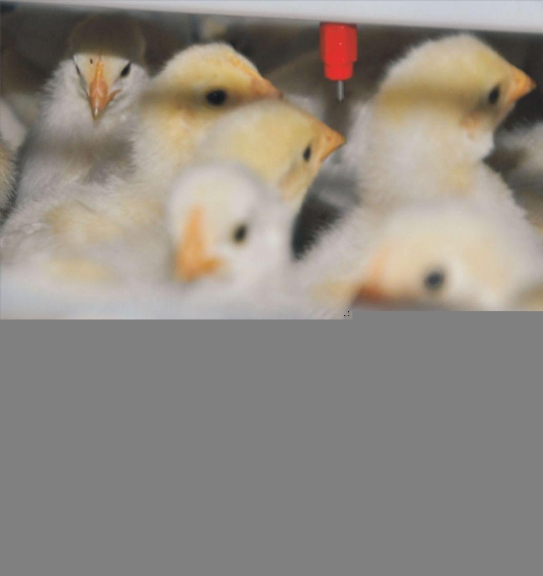Multipurpose Type a and Type H Chicken Poultry Raising Equipment
