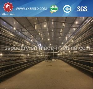 Chicken Battery Cage