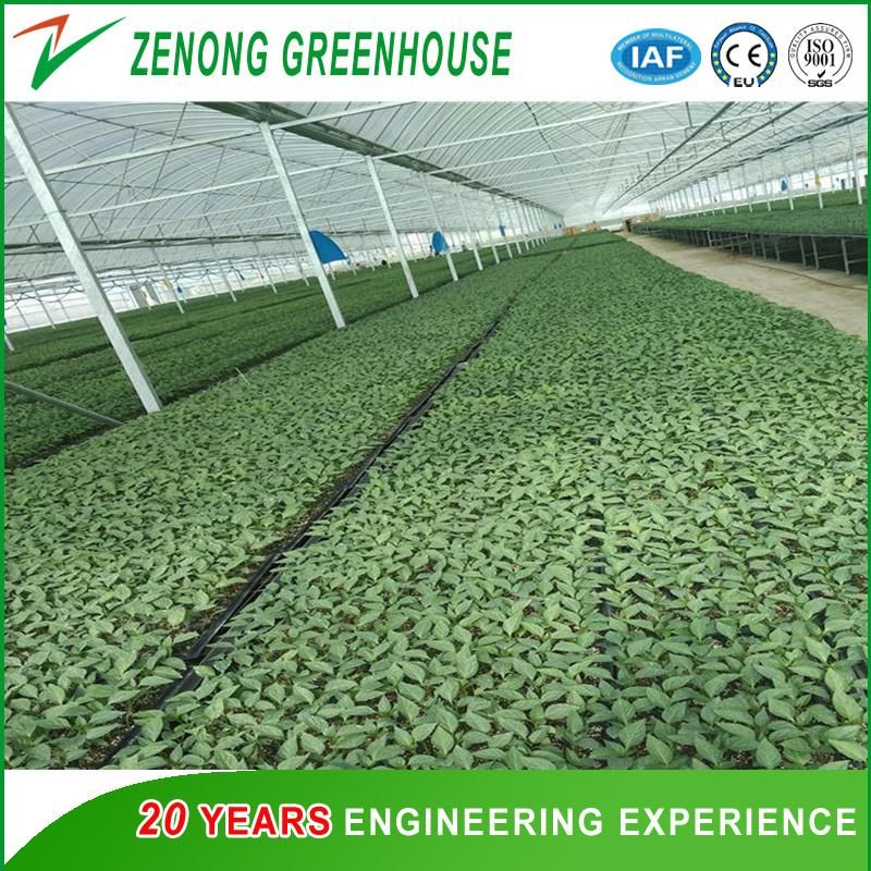 Good Quality Greenhouse Nursery Bed/Movable Seeding Bed/Rolling Bench