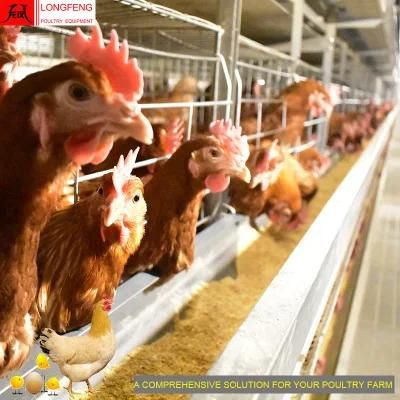 Local After-Sale Service in Asia Automatic Chicken Farming Farm Equipment Poultry Cage