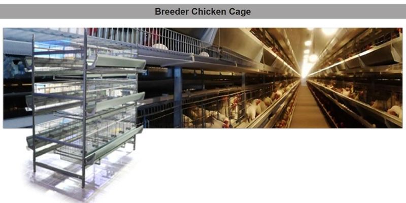Commercial Chicken Battery Cage for Layer Poultry Farms with Automatic Drinking Line
