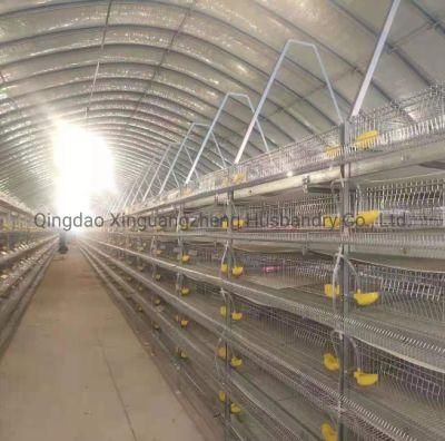 High-Quality Quail Cage with Whole Set Automatic Equipment