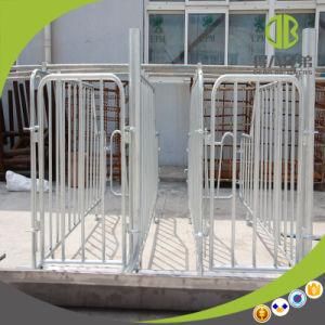 Individual Stall Makes The Pig Grow Better, Pig Farm Deserve It