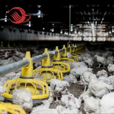 Chicken Farm Automatic Feeder and Drinker