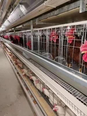 Automatic Animal Cage Feeder Poultry Farm Chicken Equipment System for Broiler Chicken House
