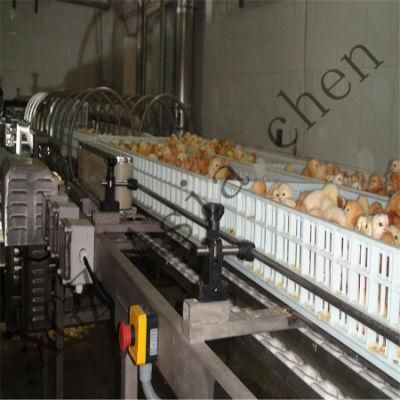 Small Hen Automatic Screening Machine, Automatic Beak Cutting Machine