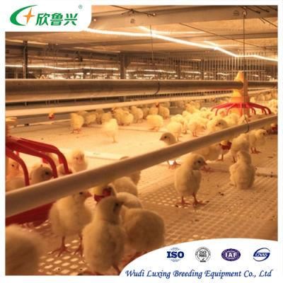 H Type Automated Pullet Brooding Cage Systems for Chicken Farm