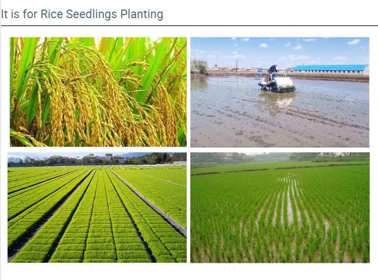 Rice Planter 6 Row Paddy Seeder Wheel Paddy Seedling Machine