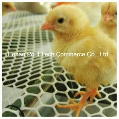 New Multi-Function Poultry Farm Automatic Flat Raising Equipment