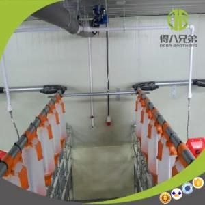 Chain Auto Feeding System for Pigs