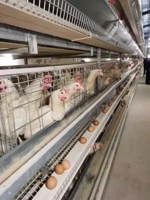 Fully Automatic Poultry Farm Galvanized Wire Layer Egg Chicken Battery Cage System