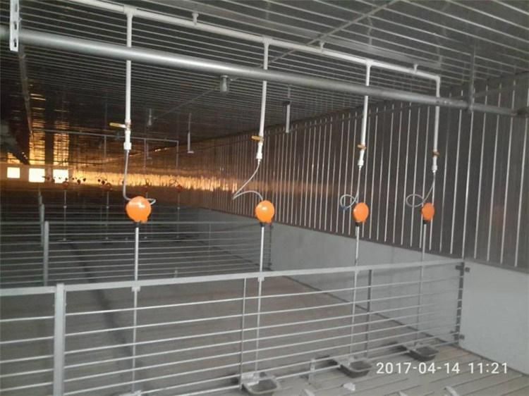 Pig Farm Designed Finishing Stall Fatten Crate