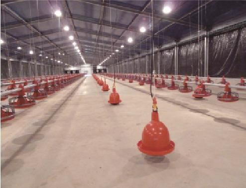 Angola Poultry Shed Project and EPS Sandwich Panel