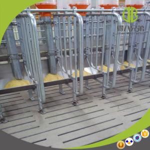 High Quality Modern Farm Chain Auto Pig Feeding System