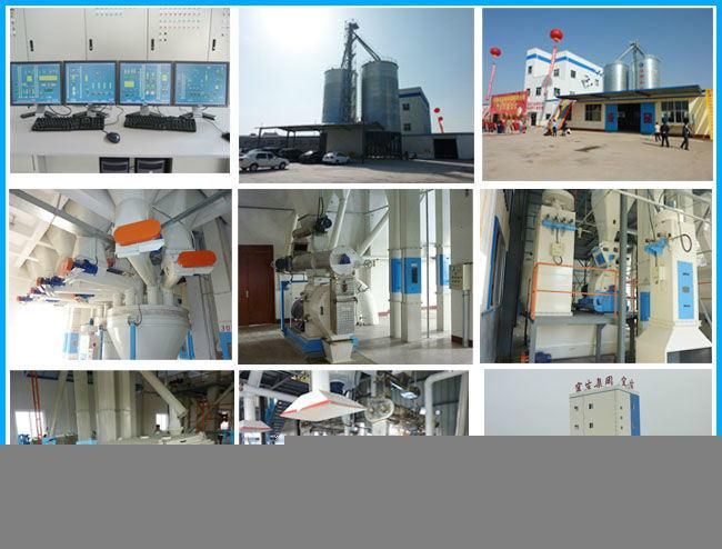 Ring Die Feed Pellet Press Machine for Poultry Factory