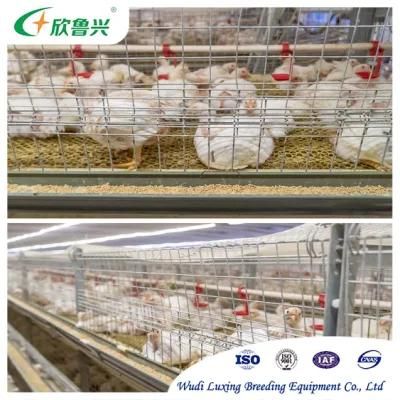 Broiler Poultry Farming Equipment H Type Automatic System Battery Broiler Chicken Cage