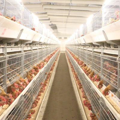 Automatic Battery Commercial Poultry Farm Equip Cage for Broiler/Layer/Egg Chicken