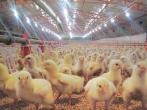 Poultry Shed with Automatic Chicken Farming Equipment