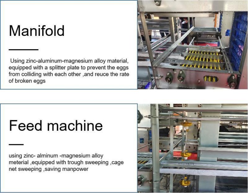 Hen Chicken Egg Layer Complete Cages Egg Collector Collection System Egg Collecting Picking Machine