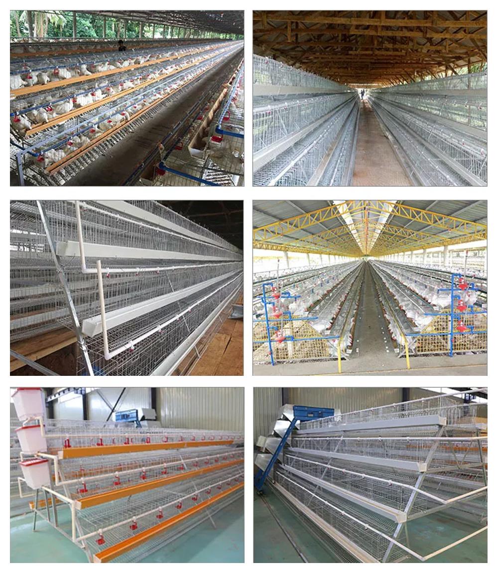 a Type Galvanized Mesh Layer Egg Hens Broiler Pullet Chicks Breeder Chicken Cage