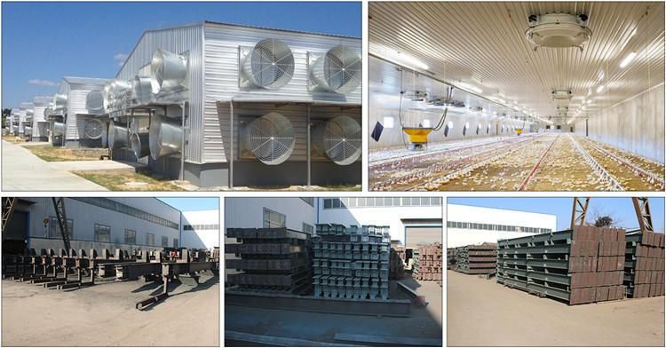 Ghana 5 Layers of Egg Hens Layer Chicken Farm Steel Structure Shed Houses Coop
