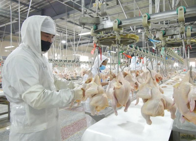 300-1000 Bph Poultry Slaughtering Equipment Chicken Duck Slaughterhouse for Sale in China