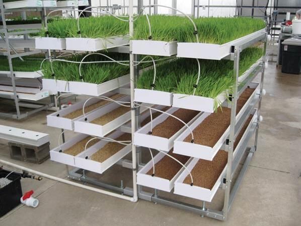 Indoor Vertical Hydroponic Fodder Tray Growing System for Desert Area
