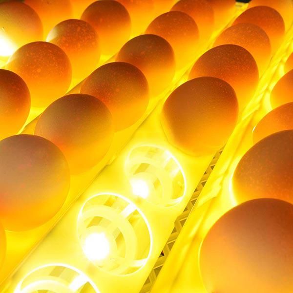 2017 Hot Hhd Automatic Mini Egg Egg Incubator Yz-56s