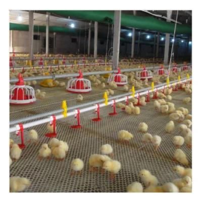 Automatic Poultry Broiler Poultry Farm Equipment
