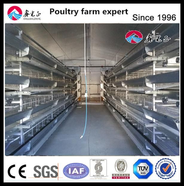 Automatic Chicken Cage with Steel Structure House