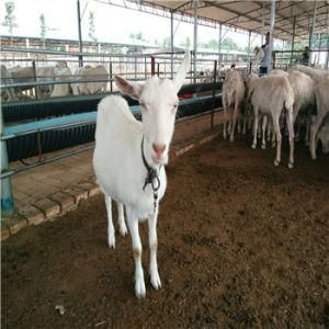 Muslim RAM Slaughtering Line with Goat Meat Processing Cutting Butcher Abattoir Equipment