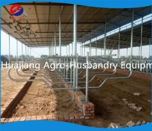 Cow Farm Cow Free Stall Livestock Equipments