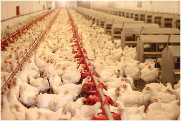Steel Structure Broiler House for Meat Chicken