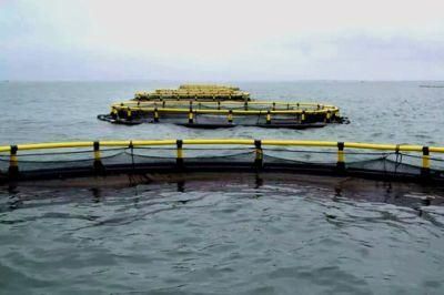 Aquaculture Tools Floating Fish Farming Square Cage