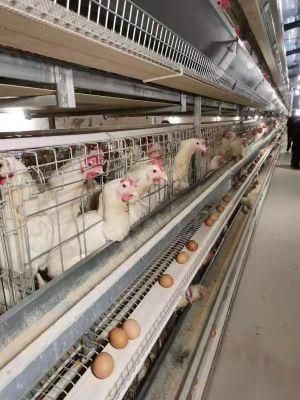 Completely Automatic Laying Hen Egg Layer Battery H Type Chicken Cages System