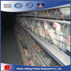 Jinfeng Design Chicken Broiler Cgae for Sale in South Africa Chicken Cage for Big Poultry Farm