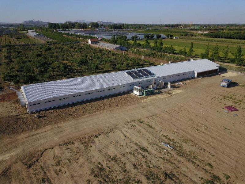 Large Scale Automatic Meat Duck Farm Poultry Equipment