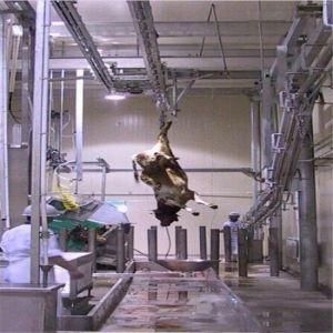 Water Buffalo Slaughterhouse with Abattoir Equipment Machinery