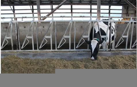 Cow Headlock with Hot-Galvanized Steel Pipe Cow Equipment
