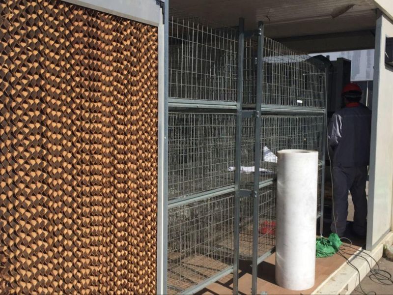 Container of Layers and Doves Breeding