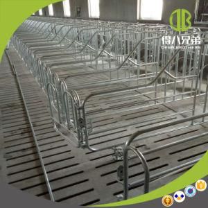 Wholesale Individual Using in Modern Pig Farm Crate Need Agent