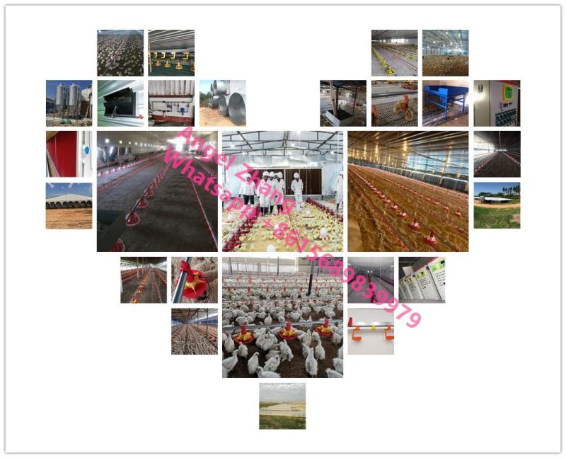 Whole Set Chicken Feeding System Automatic Poultry Auger Feeder