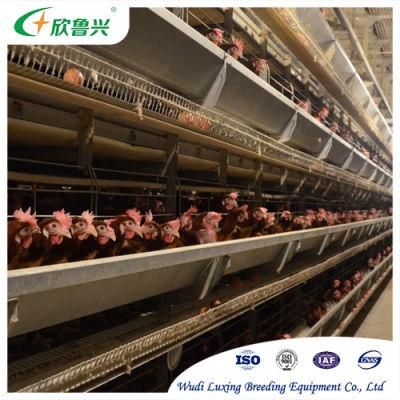 Automatic Livestock Machinery Large-Scale H Type Laying Hens 4 / 5 /6 / 7 / 8 Tiers Cages for Egg Collection