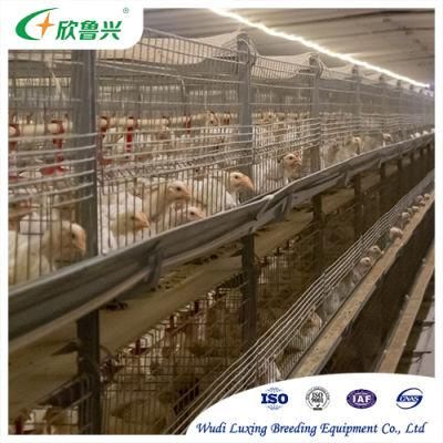 Fully Automatic Poultry Farming Equipment H Type Broiler Layer Battery Chicken Equipment