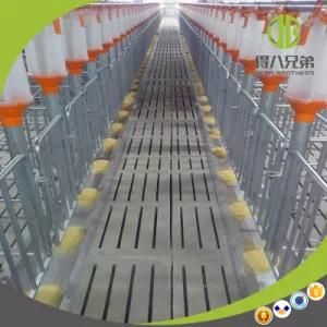 Efficent Poultry Chain Automatic Feeding System in Modern Pig Farm