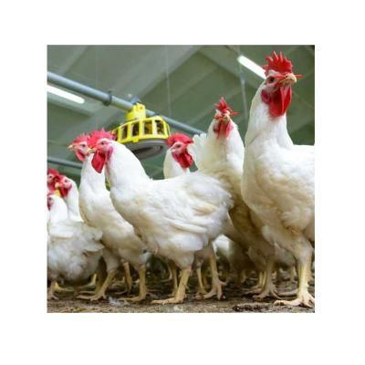 PP Pure Raw Material Automatic Chicken House Equipment Feeding System Pan Feeder for Broiler/Breeder